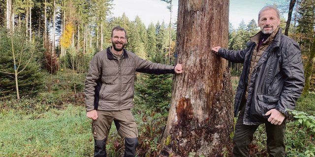 Martin Hafner, Präsident von Wald-Klimaschutz Luzern (l.), und Ruedi Gerber, Präsident von Wald Luzern, bei einer  ehemaligen Burglind- Sturmfläche im Willbrig-Wald der Korporation Willisau, wo der Jungwald dank guter Pflege schön gedeiht.