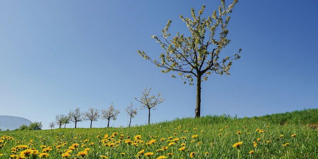 Junge Kirschbäume im Fricktal: Die Früchte werden teils zu Edelbränden verarbeitet. Schnapsproduzenten will die Aargauer Kantonalbank aber nicht mehr finanzieren.