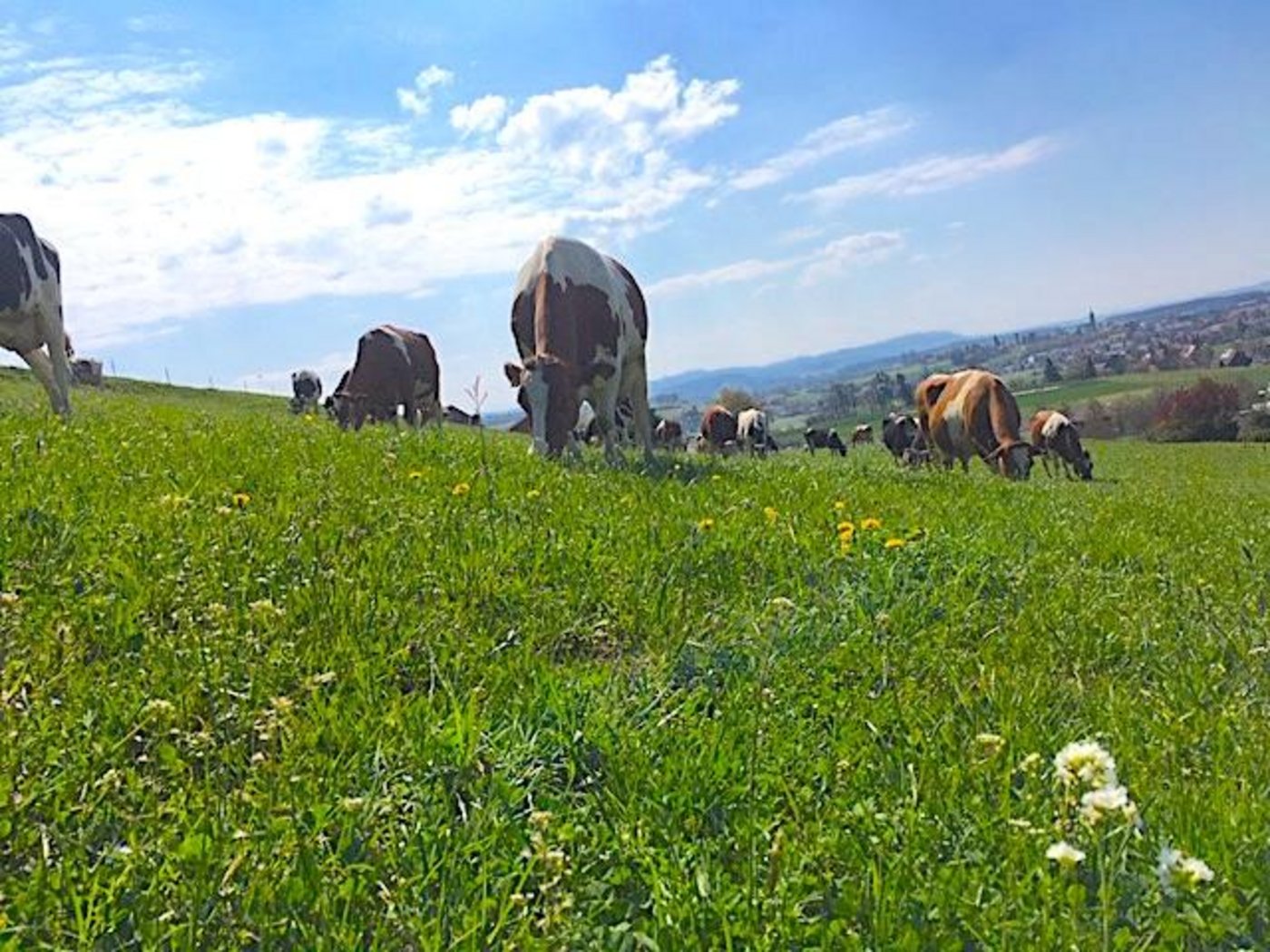 Nach wie vor stammt der grösste Teil der landwirtschaftlichen Treibhausgasemissionen aus der Rindvieh-Haltung. In anderen Bereich gab es aber einen leichten Rückgang des Ausstosses. (Bild jsc) 