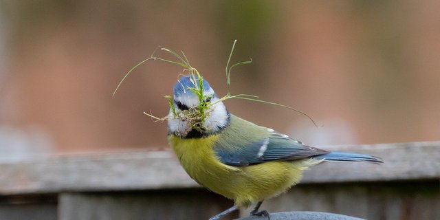 Biodiversität lebt auch vom Zusammenspiel der Arten. Blaumeisen sammeln Pflanzenmaterial für ihr Nest und verspeisen Insekten. (Bild Pixabay) 