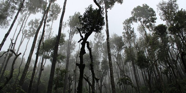 Neben der industriellen Landwirtschaft wird auch die Abholzung in den Mercosur-Staaten kritisiert. (Symbolbild Pixabay)