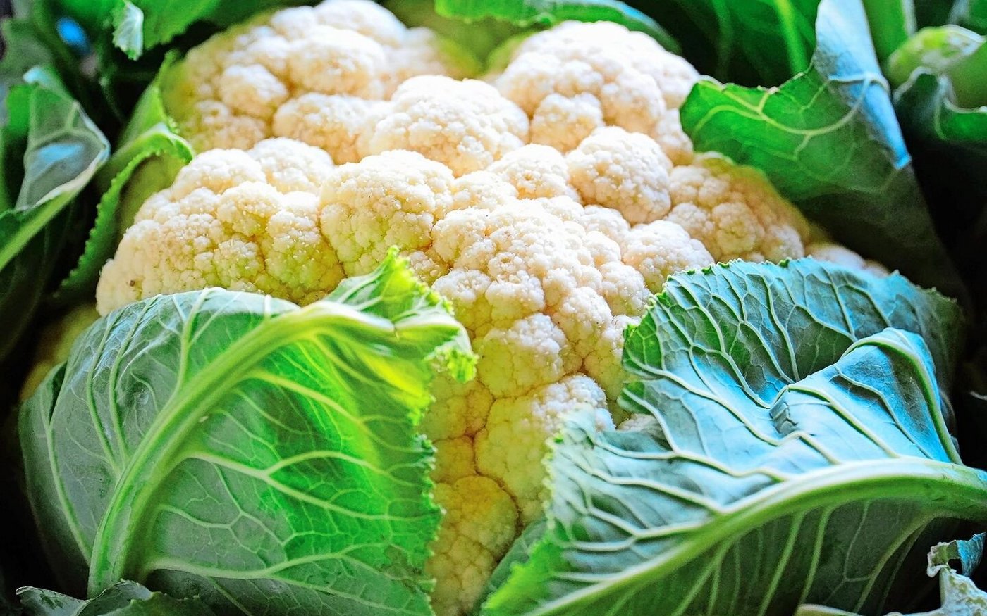 Blumenkohl geht rasch in Blüte, daher lohnt es sich, ihn zügig zu ernten.