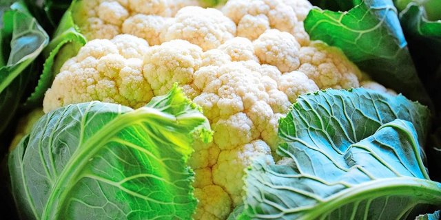 Blumenkohl geht rasch in Blüte, daher lohnt es sich, ihn zügig zu ernten.