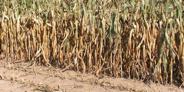 Die Klimaszenarien prognostizieren eine heisse und trockene Zukunft. (Bild lid)