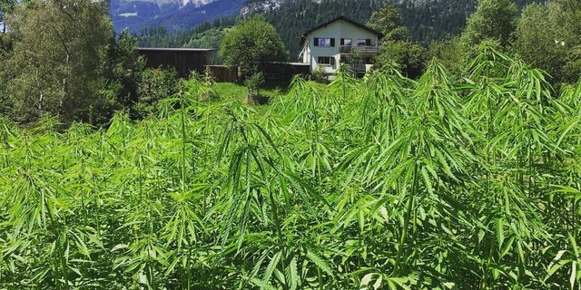 Der Alpenhanf gedeiht hervorragend. Auch hier im Albulatal beim Biohof "La Sorts". (Bild Alpenvision)