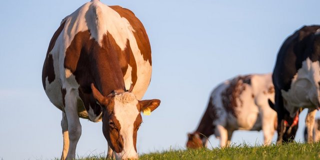 Weidegang senkt die Ammoniak-Emissionen, was den Effekt von Laufställen teilweise kompensieren könne. (Bild BauZ)