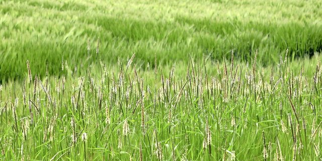Bei starker Verunkrautung mit Ackerfuchsschwanz im Getreide sind Ertragsminderungen von bis zu 50 Prozent möglich.