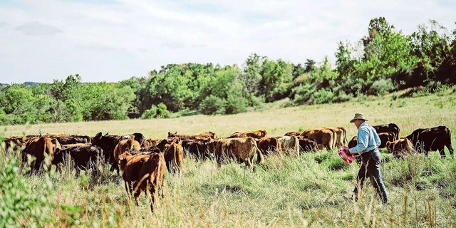 Joel Salatin hat die Böden seiner Polyface Farm in Virginia (USA) mit regenerativen Methoden wieder fruchtbar gemacht. Er referiert über sein Vorgehen.