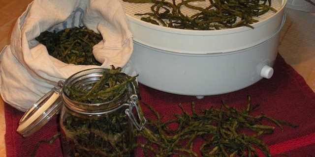 Bohnen sind das bekannteste Dörrgemüse. Es empfiehlt sich, sie vor dem Dörren zu blanchieren, das verringert die Dörrzeit und baut den Giftstoff Phasin ab. (Bild Simone Hunziker)