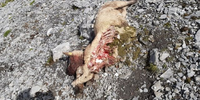 Die Älpler auf der Alp Scheenenbüehlen seien nach den Vorkommnissen nicht bereit, noch mehr Tiere zu verlieren. (Bild zVg / VSWN)