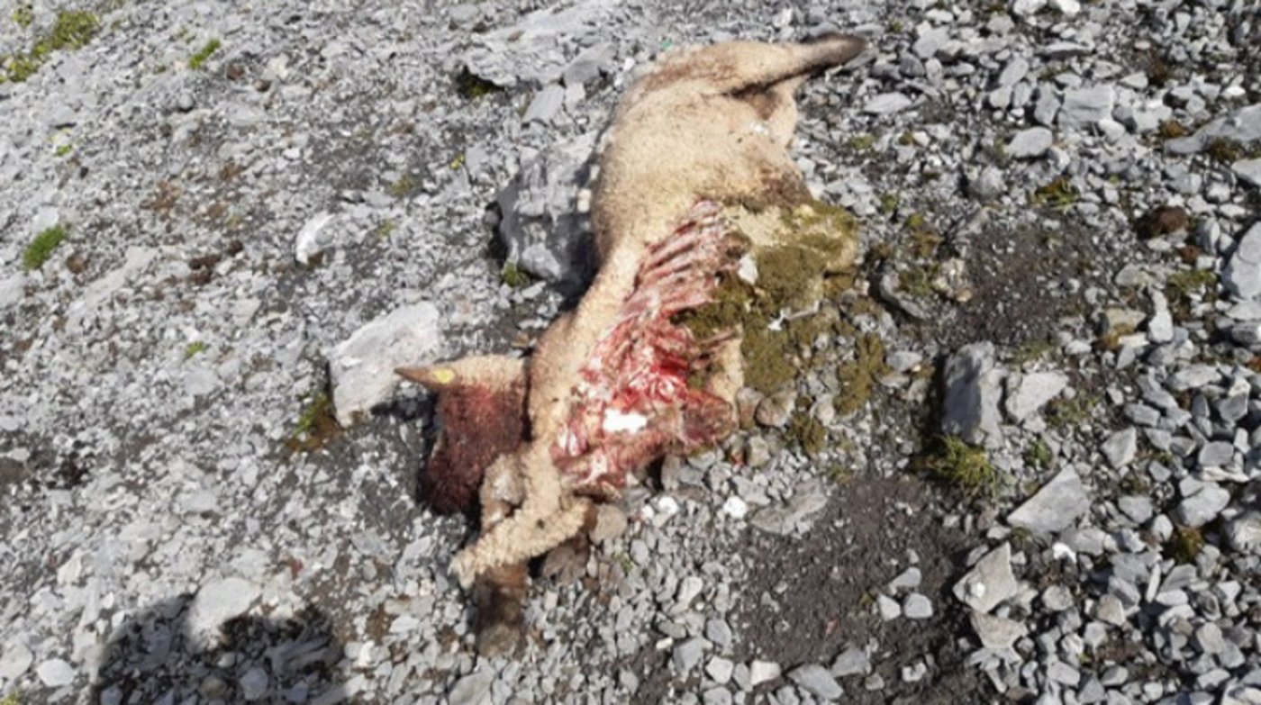 Die Älpler auf der Alp Scheenenbüehlen seien nach den Vorkommnissen nicht bereit, noch mehr Tiere zu verlieren. (Bild zVg / VSWN)