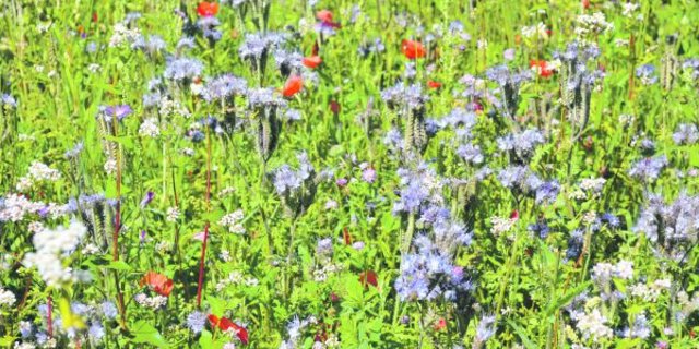 Sowohl bei den Bienen, Hummeln und anderen Nützlingen als auch bei der Bevölkerung und dem Bauern kommen Blühstreifen gut an. (Bild Jasmine Baumann)