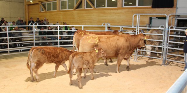 Tiere mit Kälbern bei Fuss verkauften sich besser als nur trächtige Tiere. (Bilder rü)