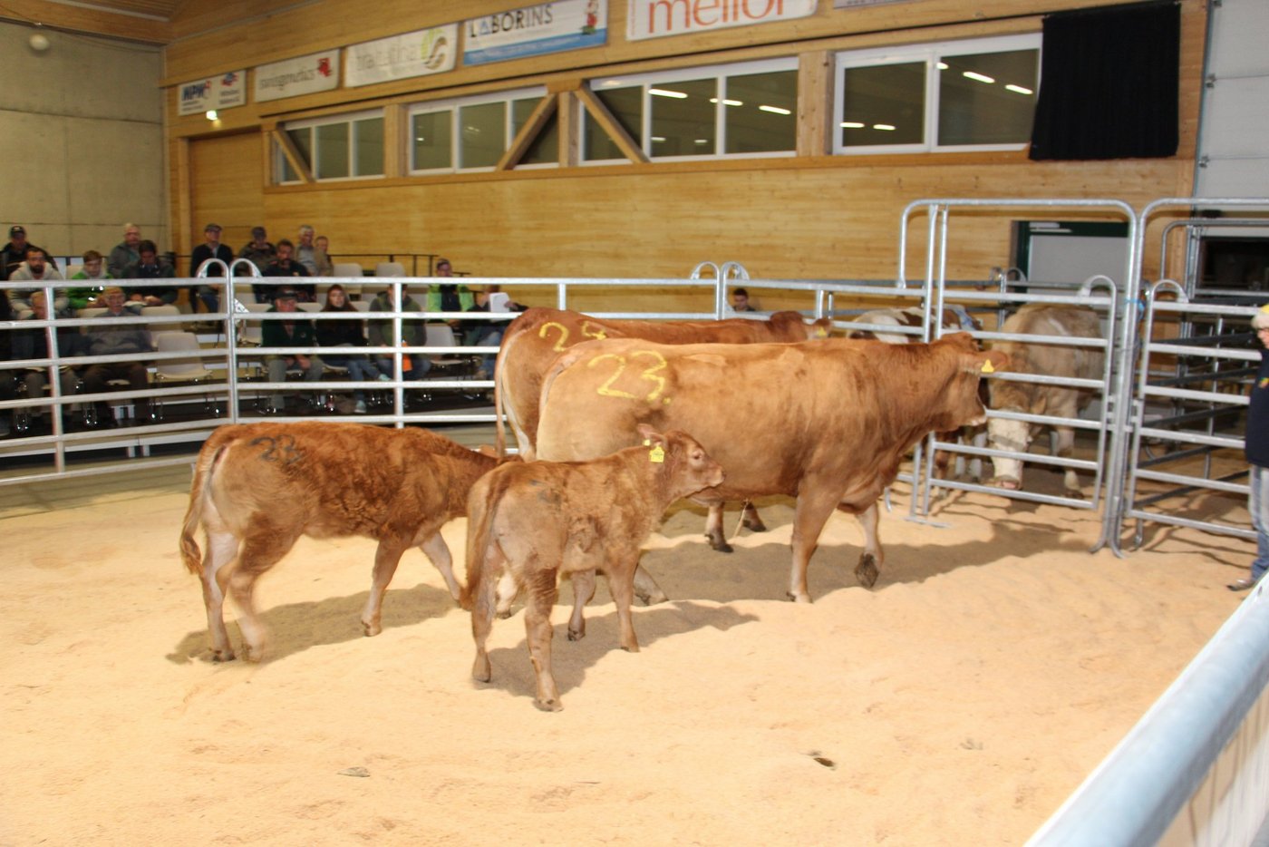 Tiere mit Kälbern bei Fuss verkauften sich besser als nur trächtige Tiere. (Bilder rü)