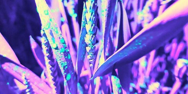 Die fluoreszierende Flüssigkeit zeigte die Verteilung der Sprühmenge auf dem Weizen. 