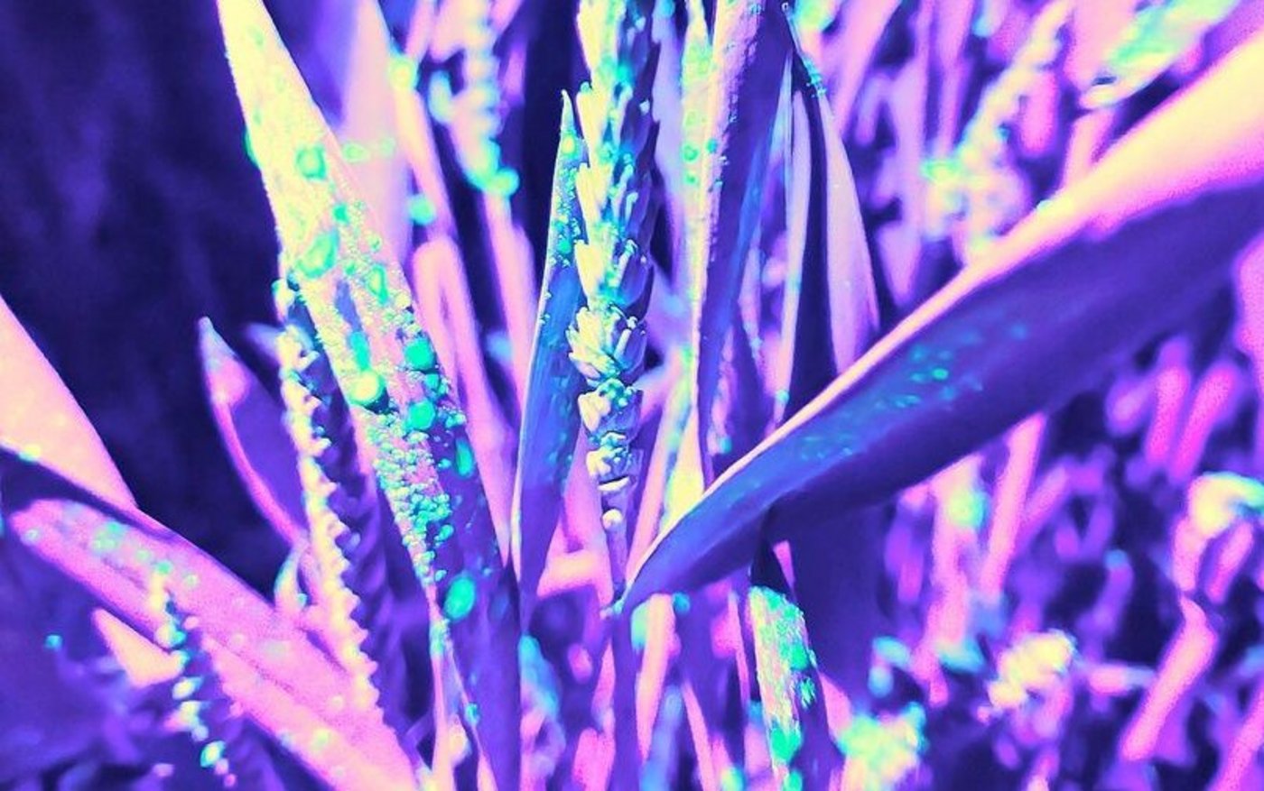 Die fluoreszierende Flüssigkeit zeigte die Verteilung der Sprühmenge auf dem Weizen. 