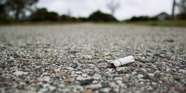 Vögel sammeln weggeworfene Kippen oftmals auf, um ihre Nester vor Parasiten zu schützen. (Symbolbild Pixabay)