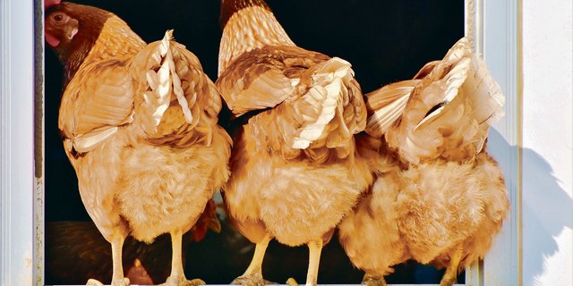 Das altbewährte Suppenhuhn ist bei den Schweizern nicht mehr sehr beliebt. Dabei wäre es sehr gesund und erst noch ethisch vertretbar. (Bild Pixabay)