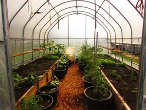 Bei Familie Ruckstuhl zuhause wird die Versorgung mit eigenen Lebensmittel gross geschrieben, hier zu sehen ist das Treibhaus in ihrem Garten. Nebst Entspannung gibt es ihnen auch Unabhängigkeit bei der momentan unsicheren Marktlage. (Bild Alexandra Ruckstuhl)