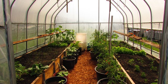 Bei Familie Ruckstuhl zuhause wird die Versorgung mit eigenen Lebensmittel gross geschrieben, hier zu sehen ist das Treibhaus in ihrem Garten. Nebst Entspannung gibt es ihnen auch Unabhängigkeit bei der momentan unsicheren Marktlage. (Bild Alexandra Ruckstuhl)