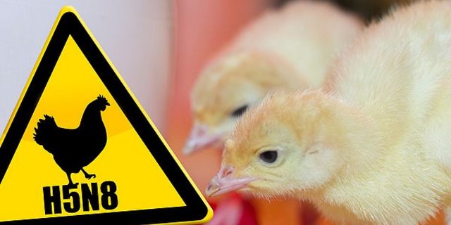 Obwohl die Geflügelpest in den letzten Wochen in ganz unterschiedlichen Landesteilen aufgetreten ist, konzentrierte sich das Seuchengeschehen in Grosspolen. (Bild agrar-press)