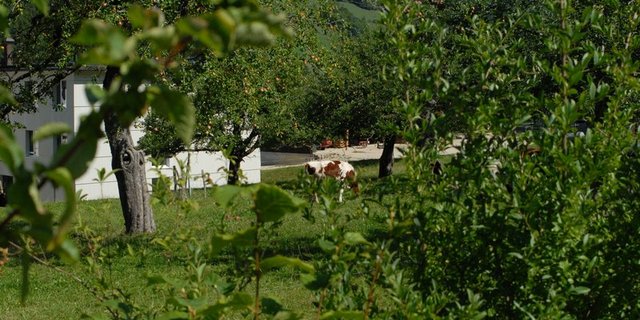 Neu dürfen auf den extensiven Wiesen die Jungbäume bis zum zehnten Standjahr gedüngt werden. (Bild Esther Thalmann)