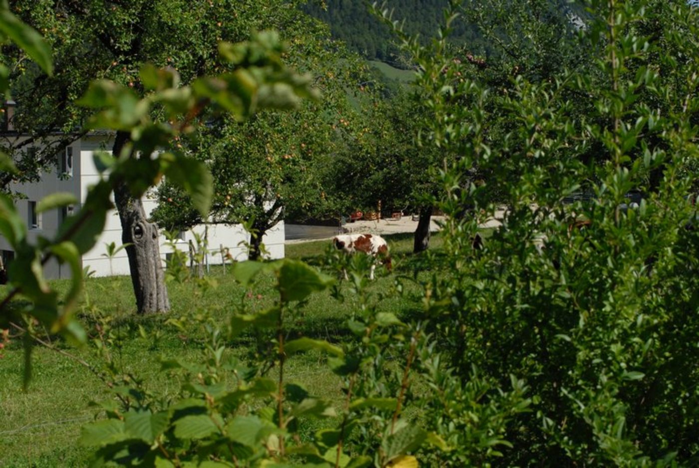 Neu dürfen auf den extensiven Wiesen die Jungbäume bis zum zehnten Standjahr gedüngt werden. (Bild Esther Thalmann)