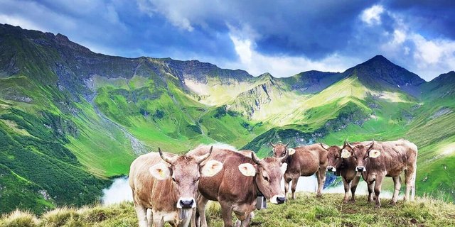 Nur Tiere mit einem guten Sehvermögen eignen sich für die Alpung.  