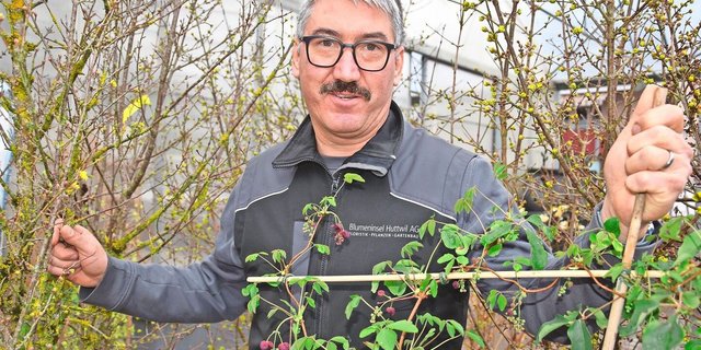 Gärtnermeister Simon Ingold steht inmitten einer Auswahl von hochwachsenden Gewächsen, die im Frühling ihre Blüten zeigen.