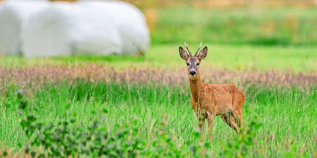 Halten sich Rehe und Co. mehr auch im offenen Gelände auf, sinkt der Äsungsdruck im Wald. Hilfreich hierbei sind BFF in Waldnähe und ein sanfter Übergang zwischen Wald und Kulturland.
