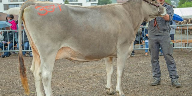 Britta: Diese Kuh ist 13'500 Franken wert. (Bild Braunvieh Schweiz)