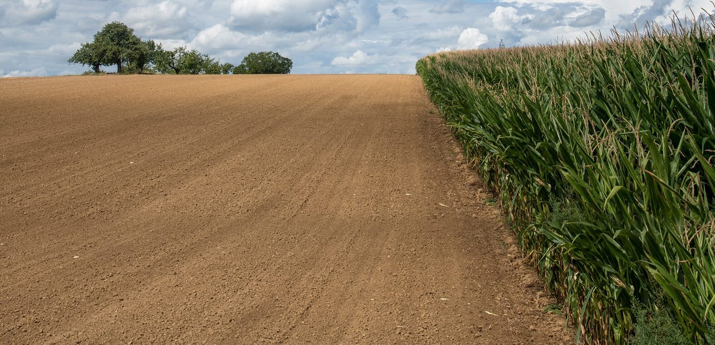 Temperatursummen-Karten könnten die Sortenwahl im Maisanbau erleichtern. (Bild Agroscope/Brändle)