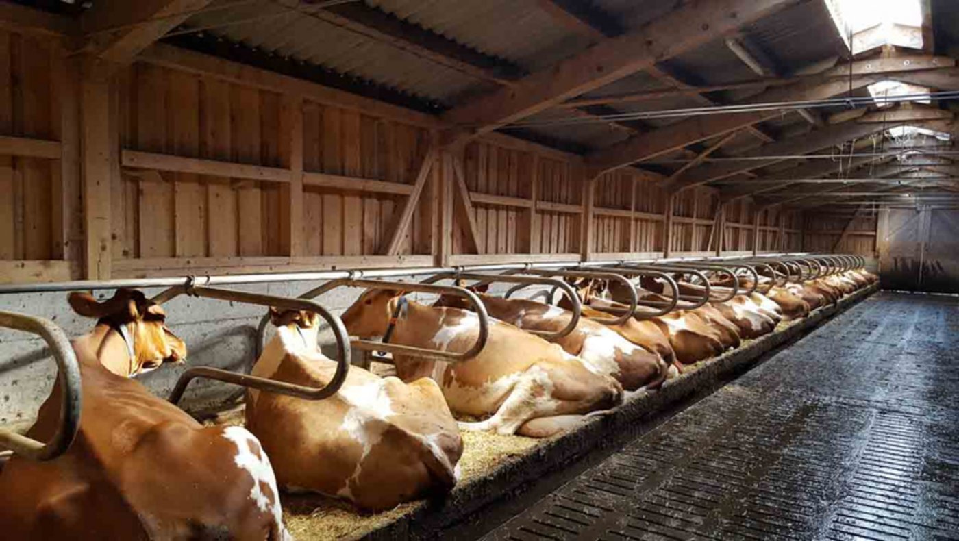 Die Zahl der unangemeldeten Grundkontrollen habe im letzten Jahr zugenommen, schreibt das Bundesamt für Lebensmittelsicherheit und Veterinärwesen (BLV) in einer Mitteilung. (Bild Nadine Neukomm/landwirtschaft.ch)