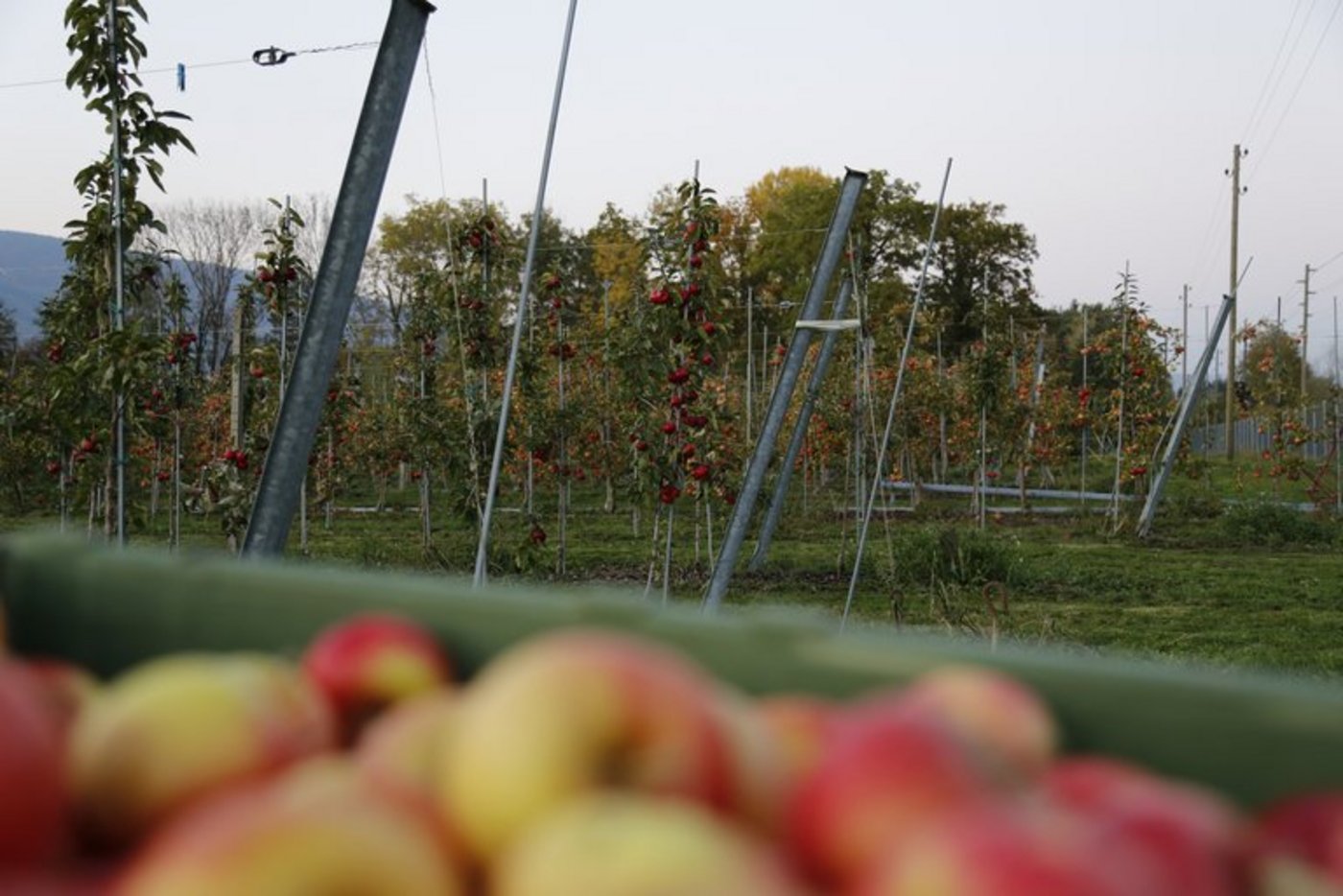 Die Obstbauern hoffen, dass auch 2017 die Witterung für Feuerbrand nicht förderlich ist. (Symbolbild ji)