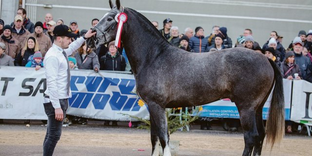 Hannael hat eine besondere Farbe, die der Markt anscheinend nachfragt. Der Freiberger Hengst steht nach einem gescheiterten Handel mit dem Nationalgestüt nun in Luthern LU. (Bild Karin Rohrer)