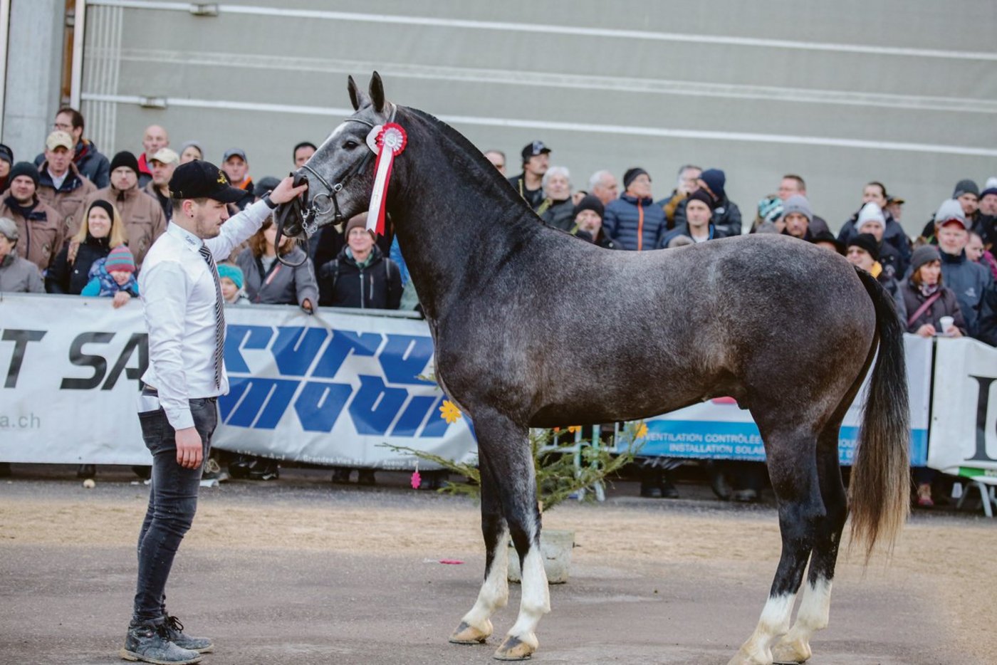 Hannael hat eine besondere Farbe, die der Markt anscheinend nachfragt. Der Freiberger Hengst steht nach einem gescheiterten Handel mit dem Nationalgestüt nun in Luthern LU. (Bild Karin Rohrer)