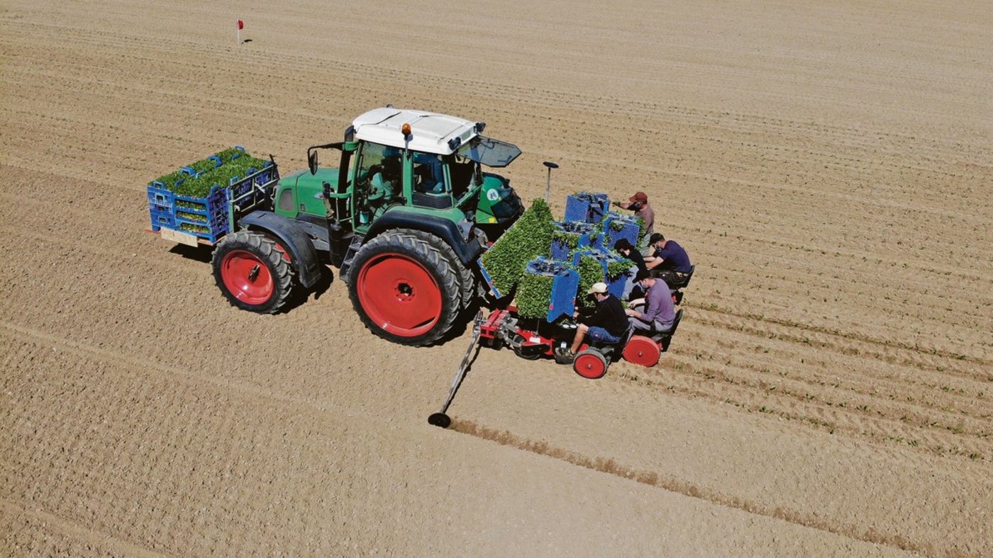 Die Zuckerrüben-Setzlinge werden mit der Tabakpflanzmaschine gepflanzt. Dafür werden sieben Personen benötigt – sechs von ihnen auf der Setzmaschine, eine zum Fahren. (Bild Thomas Alfoeldi)