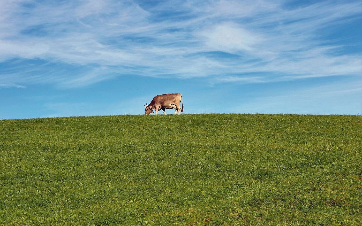 Die optimale Kuh der Zukunft ist ganz klar graslandbasiert. So sollen Milch und Fleisch vor allem aus diesem Futtermittel kommen.