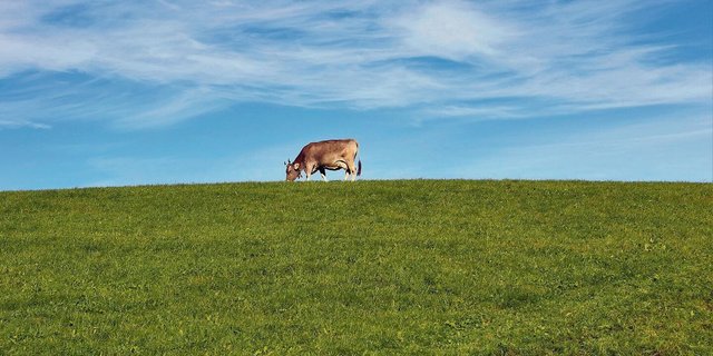 Die optimale Kuh der Zukunft ist ganz klar graslandbasiert. So sollen Milch und Fleisch vor allem aus diesem Futtermittel kommen.