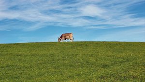Die optimale Kuh der Zukunft ist ganz klar graslandbasiert. So sollen Milch und Fleisch vor allem aus diesem Futtermittel kommen.