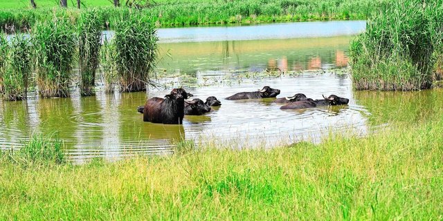 Am Lobsigensee in Seedorf gehen Landwirtschaft und Naturschutz Hand in Hand.