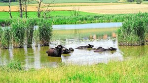 Am Lobsigensee in Se Am Lobsigensee in Seedorf gehen Landwirtschaft und Naturschutz Hand in Hand.