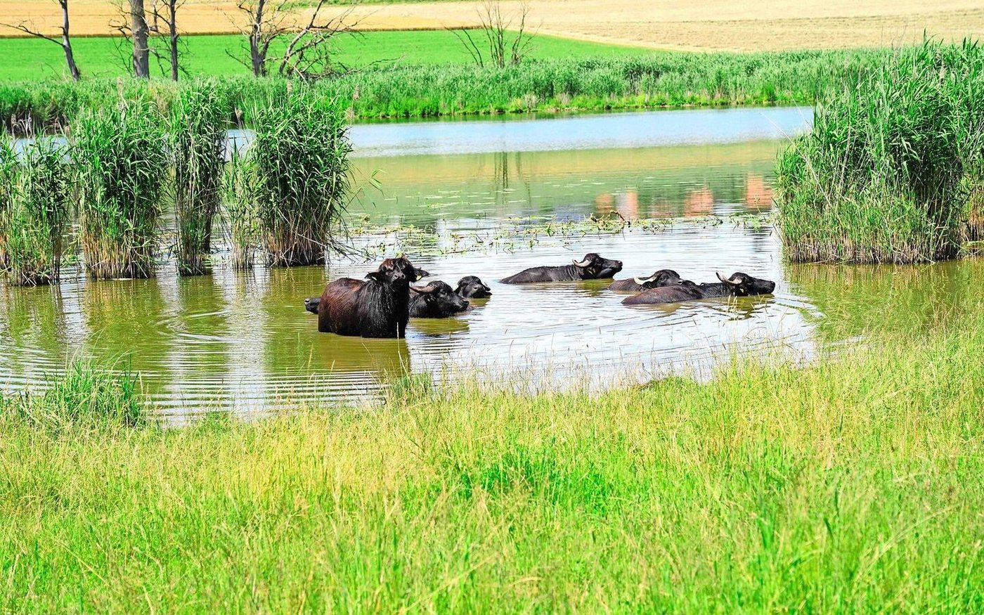 Am Lobsigensee in Seedorf gehen Landwirtschaft und Naturschutz Hand in Hand.