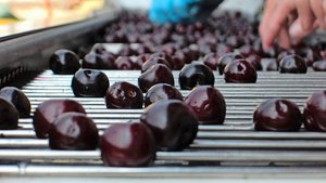 Produktion und Verma Produktion und Vermarktung von Industriekirschen ist anspruchsvoll, neue Verarbeitungsmöglichkeiten werden gesucht.