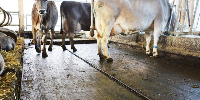 In Laufställen sollen bei festen Böden ein Quergefälle und eine Harnsammelrinnen (Mitte) die Ammoniakemissionen reduzieren.  (Bild zVg)