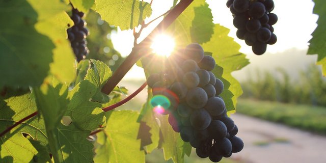 Die Weinqualität des Jahrgangs 2020 dürfte gut ausfallen. (Symbolbild Pixabay/Free-Photos)