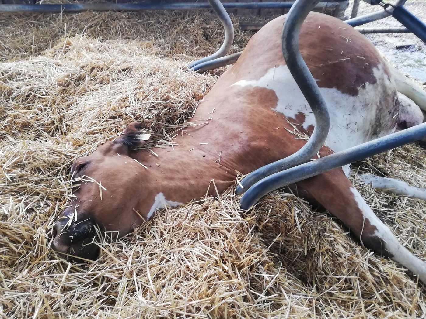 Diese Kuh der Familie Kissling  aus Rickenbach in Zürich verendete kurz nachdem sie eine Aluminiumdose gefressen hatte. (Bild zVg)