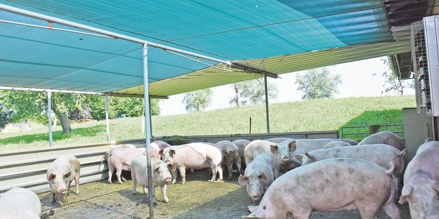 Schatten im Auslauf des Wartestalls: Im Deckzentrum für Zuchtsauen müssen die Betriebsleiter aber auf andere Massnahmen zurückgreifen. (Bild Suisag)