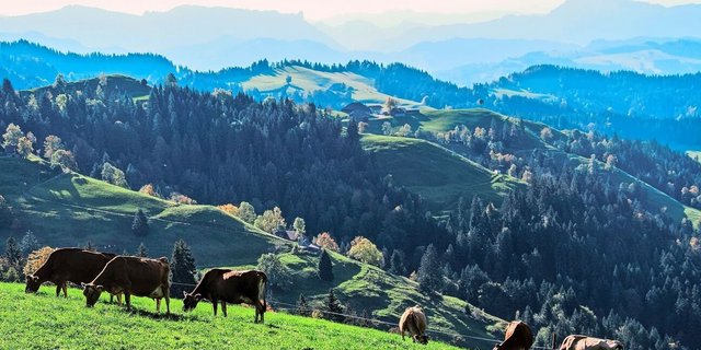 Die Milchproduktion dürfe nicht weiter abnehmen – weder im Berg- noch im Talgebiet, sagen die Schweizer Milchproduzenten. 