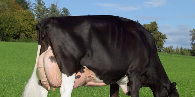Die diesjährige Siegerin ist Hellender Champion Cortina EX 94 3E GM 7*. (Bild Holstein Switzerland)